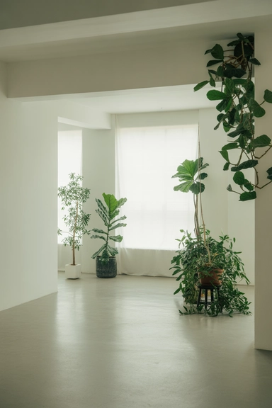 Balance Plants With Open Space in the Room